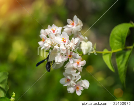 White Mexican Creeper in the garden. White Mexican Creeper in the garden. 31460975