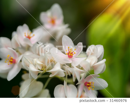White Mexican Creeper in the garden. 31460976