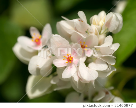 White Mexican Creeper in the garden. White Mexican Creeper in the garden. 31460977