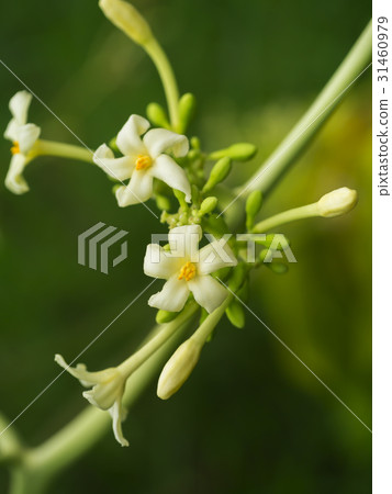 Papaya flower on tree Papaya flower on tree 31460979