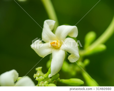Papaya flower on tree Papaya flower on tree 31460980