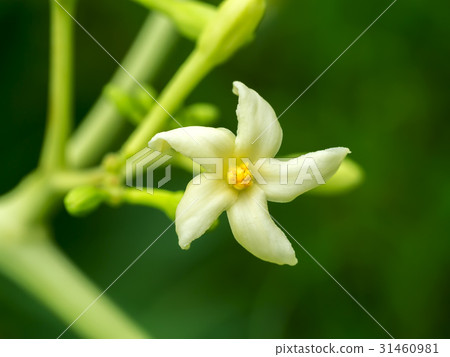 Papaya flower on tree Papaya flower on tree 31460981
