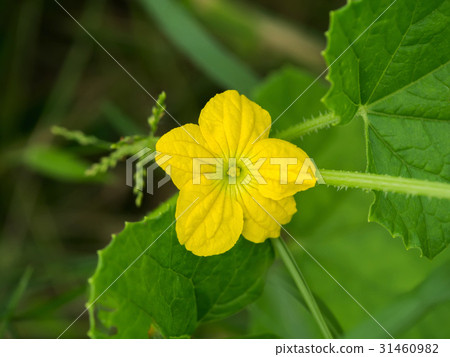 Boston pickling cucumber growing on vine 31460982
