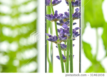 Laboratory, Fern, lavender, rosemary and mint in test tubes Laboratory, Fern, lavender, rosemary and mint in test tubes 31461038