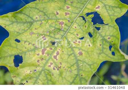 Leaf disease outbreak the tree leaves. Leaf disease outbreak the tree leaves. 31461048