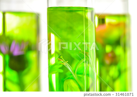 Laboratory, Pink, honeysuckle, thistle and dandelion in test tub 31461071