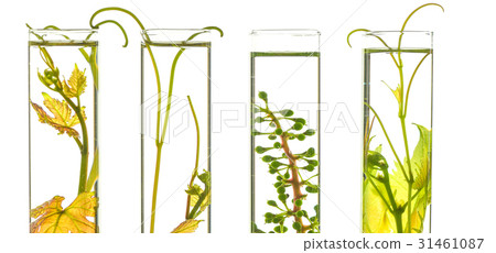 Oenology, young vine shoots in red test tubes, Research Laborato 31461087