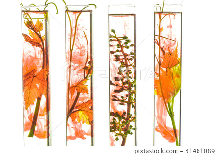 Oenology, young vine shoots in red test tubes, Research Laborato Oenology, young vine shoots in red test tubes, Research Laborato 31461089