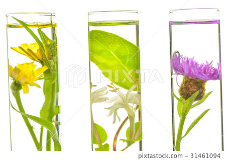 Laboratory, Pink, honeysuckle, thistle and dandelion in test tub 31461094