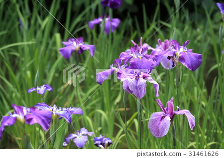 節目之花 節目之花 31461626