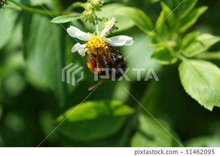 熊蜜蜂 熊蜜蜂 31462095