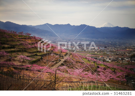 桃花和富士山 31463281