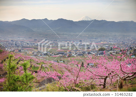 桃花和富士山 桃花和富士山 31463282