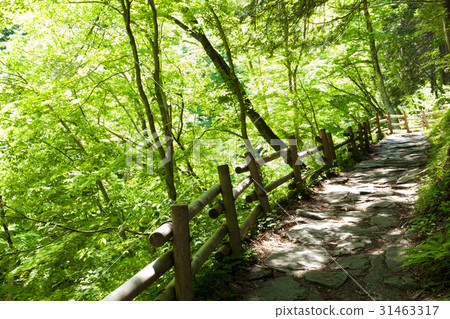 Fresh green footpath Fresh green footpath 31463317