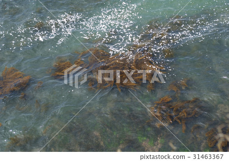 Japan Sea Winter 23 Japan Sea Winter 23 31463367