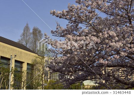 鮮花,櫻花,盛開@Kamogaya Park,Sakai city 鮮花,櫻花,盛開@Kamogaya Park,Sakai city 31463448