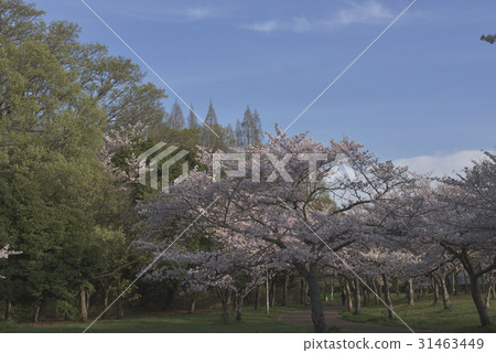 花,櫻桃樹@ Hinoso公園,Sak市 花,櫻桃樹@ Hinoso公園,Sak市 31463449