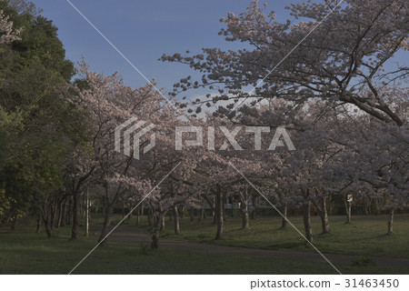 花,櫻桃樹@ Hinoso公園,Sak市 花,櫻桃樹@ Hinoso公園,Sak市 31463450