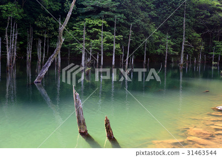 淹沒的森林 31463544
