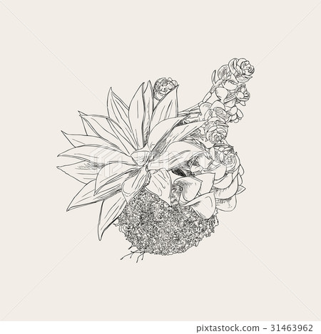 Bromeliads in hanging basket , sketch vector. 31463962