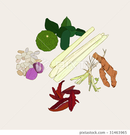 Thai herb , ingredient spicy, sketch vector Thai herb , ingredient spicy, sketch vector 31463965