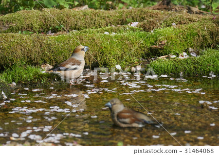Shime-Hawfinch 31464068