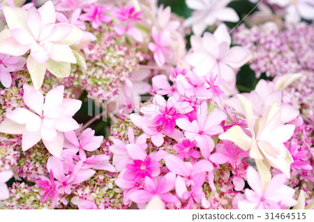 Colorful Hydrangea b Colorful Hydrangea b 31464515