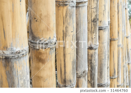 Close up bamboo fence background. Close up bamboo fence background. 31464760