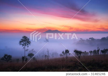 Beautiful view of forest with fog in morning 31465246