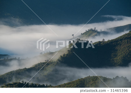 Sea of clouds view on Doi Phu Kha in morning 31465396