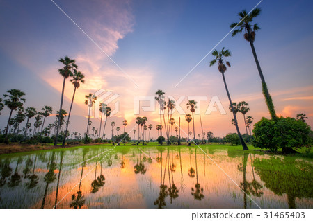 Sugar palm tree at sunset in Thailand Sugar palm tree at sunset in Thailand 31465403