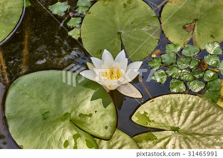 White Water Lily White Water Lily 31465991