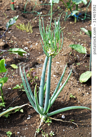 Caterpillar onion (oar onion) 31465992