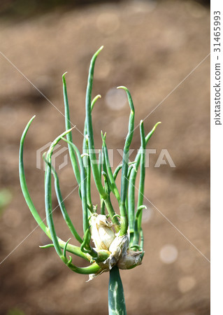 Caterpillar onion (oar onion) Caterpillar onion (oar onion) 31465993