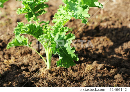 Young kale growing in the vegetable garden Young kale growing in the vegetable garden 31466142