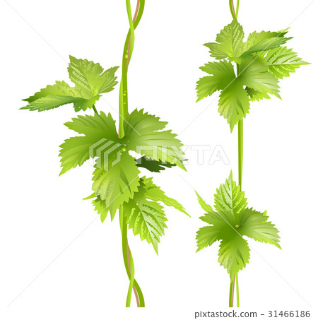 Green vertical vine liana leaves hops 31466186