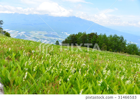 從Suzuran山野花公園的壯麗景色 31466583