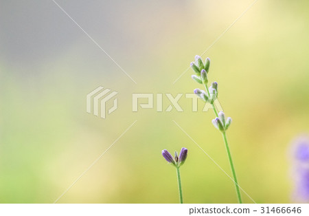 lavender lavender 31466646
