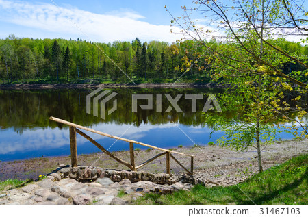 View of forest on bank of Western Dvina river 31467103