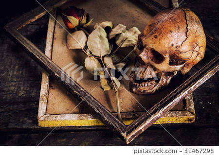 still life with human skull and roses dried still life with human skull and roses dried 31467298