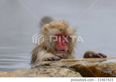 進入溫泉的猴子長野Jigokudani野生猴子公園 進入溫泉的猴子長野Jigokudani野生猴子公園 31467423