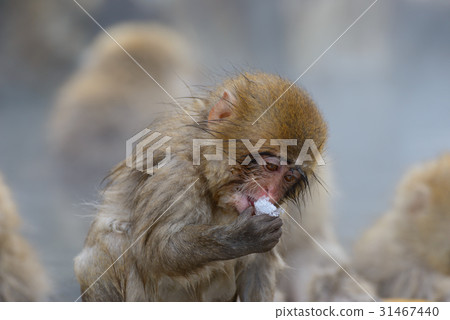 Monkey Nagano Jigokudani wild monkey park entering a hot spring Monkey Nagano Jigokudani wild monkey park entering a hot spring 31467440