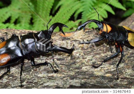 Lucodar Tsuyagiya vs. Seacafutamata Battle on the trees of the stag beetle 31467643