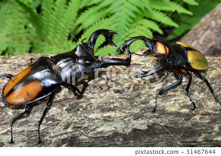 Lucodar Tsuyagiya vs. Seacafutamata Battle on the trees of the stag beetle 31467644