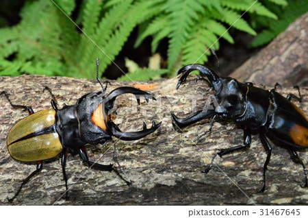 Lucodar Tsuyagiya vs. Seacafutamata Battle on the trees of the stag beetle 31467645