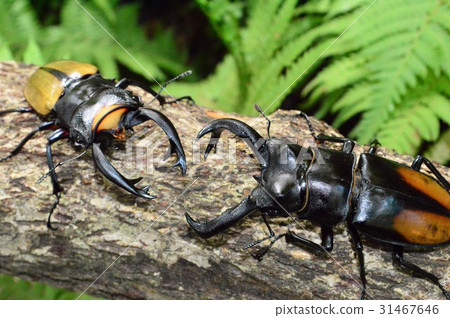 Lucodar Tsuyagiya vs. Seacafutamata Battle on the trees of the stag beetle Lucodar Tsuyagiya vs. Seacafutamata Battle on the trees of the stag beetle 31467646