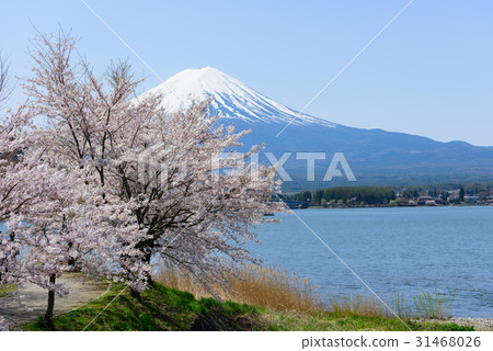 Yamanashi Fuji and cherry blossoms along the mouth of Kawaguchi Yamanashi Fuji and cherry blossoms along the mouth of Kawaguchi 31468026