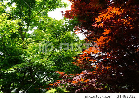 圖庫照片: 夏天 夏 楓樹