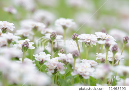白色小花（Iwadare Rou） 31468593