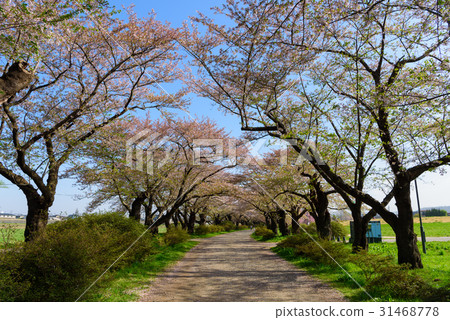Katsuji的岩手北上展櫻花 Katsuji的岩手北上展櫻花 31468778